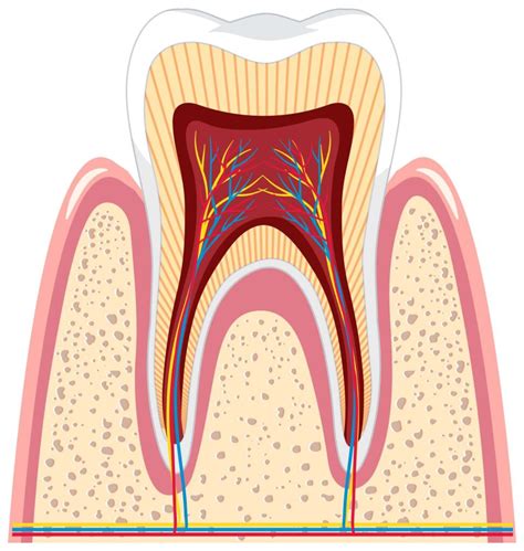 Diagram anatomije zoba