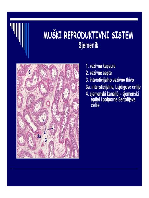 Ženska reproduktivni sistem z jajčniki in jajcevodi