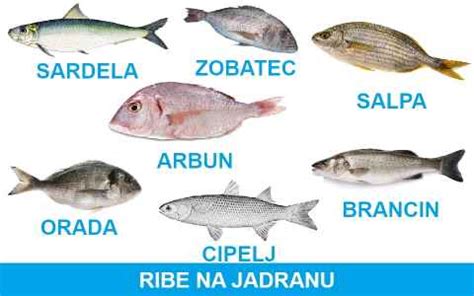 Ilustracija različnih vrst rib