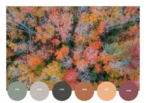 Različni barvni odtenki suhih marelic - od svetlih do temnih