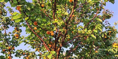 Sveže marelice na drevesu