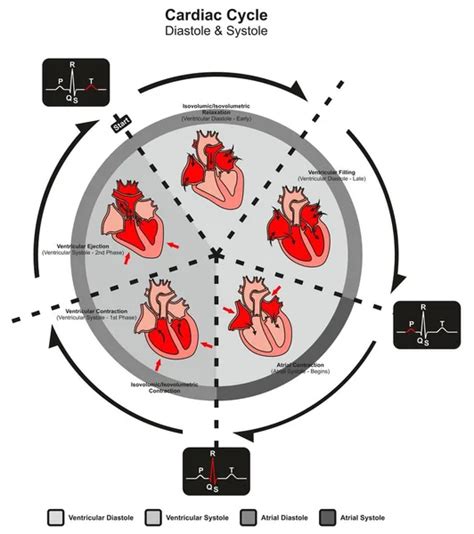 Diagram človeškega srca in cirkulatornega sistema