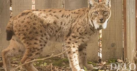 Različne vrste rib s poudarkom na varnih in manj varnih možnostih