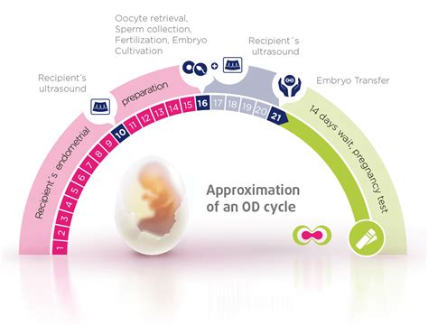 Infografika: Koraki postopka IVF