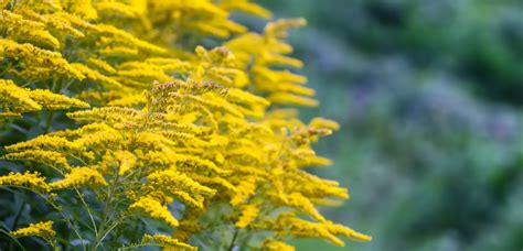 Ilustracija zelišč: zlata rozga, regrat, gladež, meta