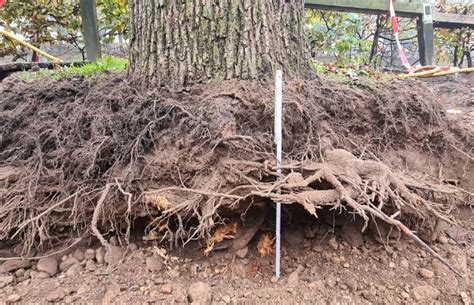 Ilustracija korenine ingverja