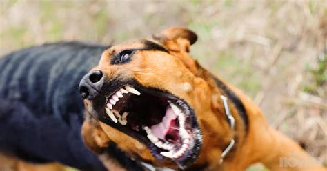 Diagram nepravilnega ugriza zaradi sesanja palca