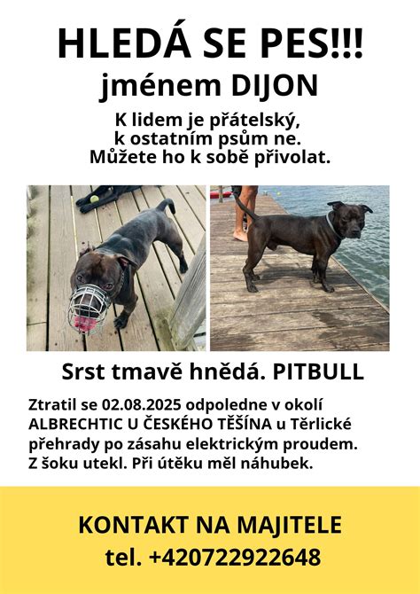 Pes posluša ukaz