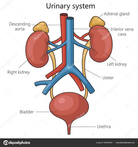 Diagram dvodomnega in enodomnega parlamentarnega sistema