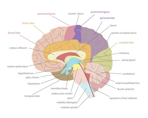 Diagram možganov s poudarjenim področjem, ki nadzoruje dihanje in vzburjenje.