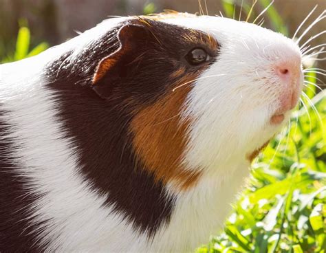 Animacija, ki prikazuje invaginacijo med gastrulacijo pri morskem ježku