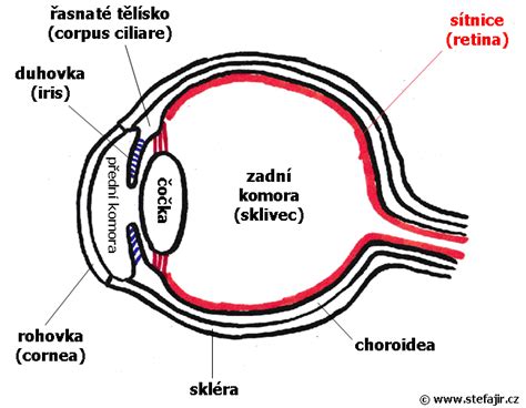 Oko in očesni živci