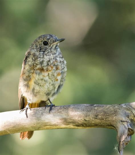 Pogorelček samec v gnezdu