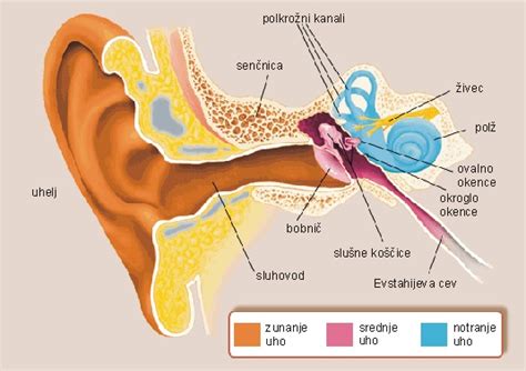 Diagram človeškega notranjega ušesa z označenim vestibularnim sistemom