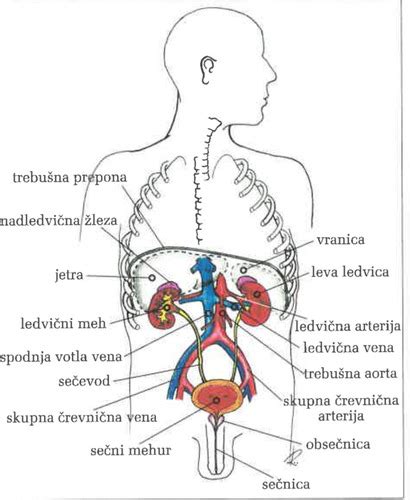 Diagram, ki prikazuje različne organe v trebušni votlini