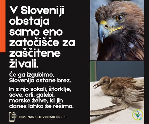 Različna poimenovanja štorklje v Sloveniji