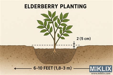 diagram pravilne namestitve lupinice