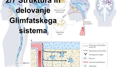 Diagram možganov, ki prikazuje pretok cerebrospinalne tekočine in morebitno blokado, ki povzroča hidrocefalus