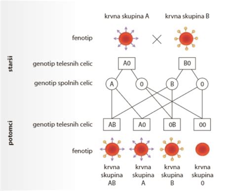 Diagram krvnih skupin