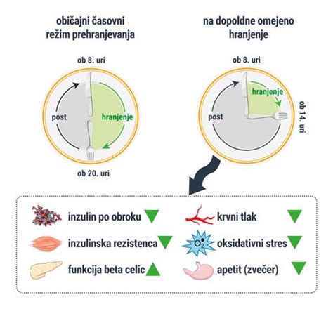 Diagram, ki prikazuje preživetje spermijev in časovno okno oploditve.