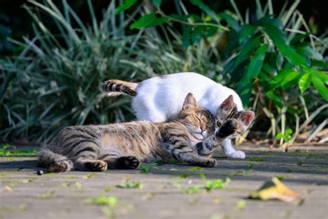 Slika mačjih iztrebkov, kot vir okužbe s toksoplazmozo