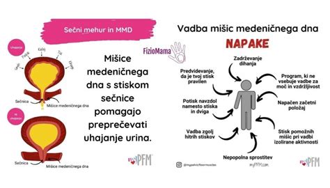 Anatomija ženskega medeničnega območja z maternico