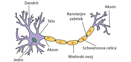 Nevron z označenimi deli: dendriti, soma, akson, sinapsa
