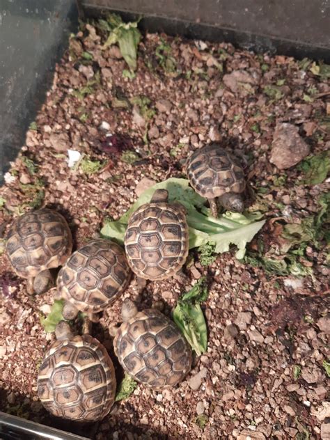 Primer ustreznega terarija za mlade grške želve