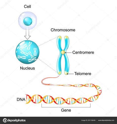 Diagram prikazuje strukturo kromosoma