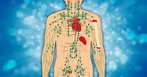 Ilustracija limfnega sistema