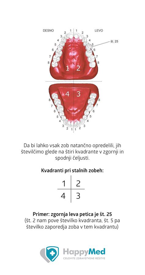 Ilustracija razvoja zob in čeljusti