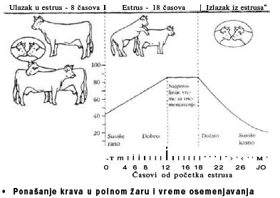 Diagram hormonskih sprememb med estrusnim ciklusom krave