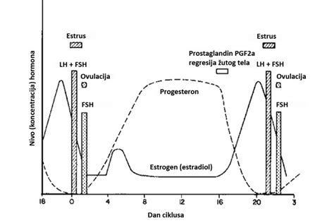 Graf prikazovanja nivoja progesterona skozi estrusni ciklus krave