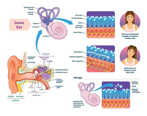 Diagram notranjega ušesa z vestibularnim sistemom