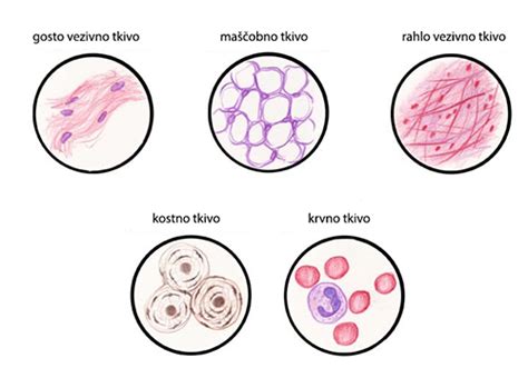 Diagram človeškega tkiva, ki prikazuje podkožno tkivo in mišične ovojnice