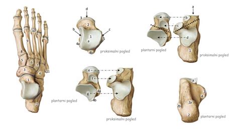 diagram otroškega stopala v primerjavi z obliko čevlja