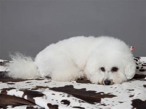 Maltežan s svojo značilno dolgo, belo dlako