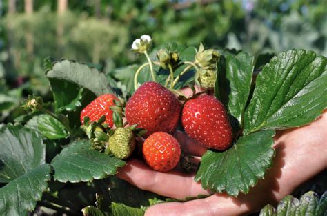 Slika svežih jagod na krožniku