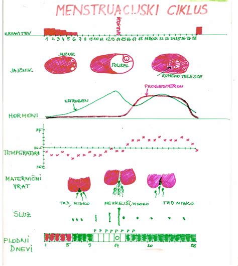 Infografika o menstrualnem ciklu in plodnih dneh