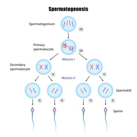 Diagram procesa spermatogeneze