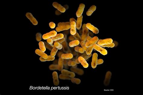 Mikroskopski posnetek bakterije Bordetella pertussis