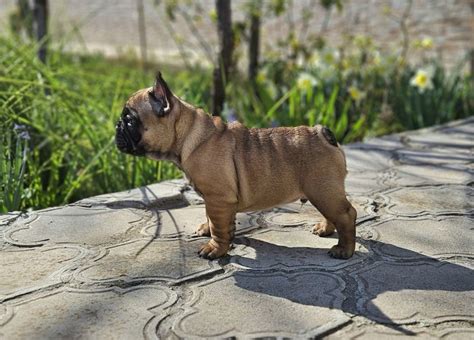 Fotografija francoskega buldoga s poudarkom na njegovi telesni zgradbi