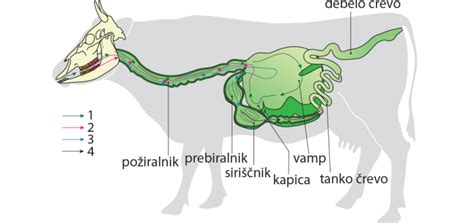 diagram faz poroda pri kravi