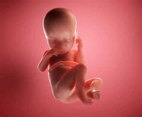 3D prikaz otroka v 9. tednu nosečnosti s poudarkom na rokah