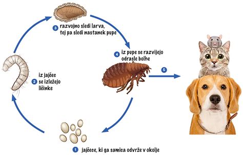 Diagram prikazuje različne faze spontanega splava.