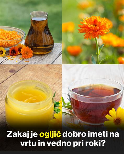 Infografika, ki prikazuje različne uporabe žajblja v tradicionalni medicini