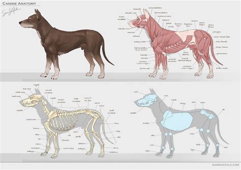 Pasja anatomija analnih žlez