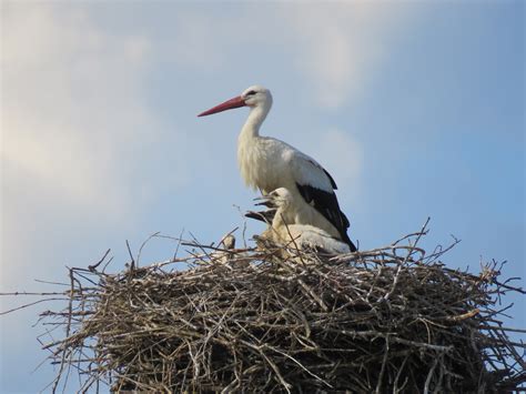 Slovenska štorklja s culo pred hišo