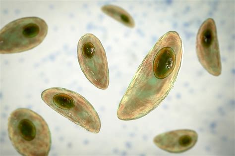 ilustracija parazita Toxoplasma gondii