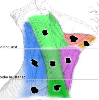 Diagram razvoja otroške glave in vratu